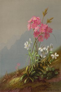 山花